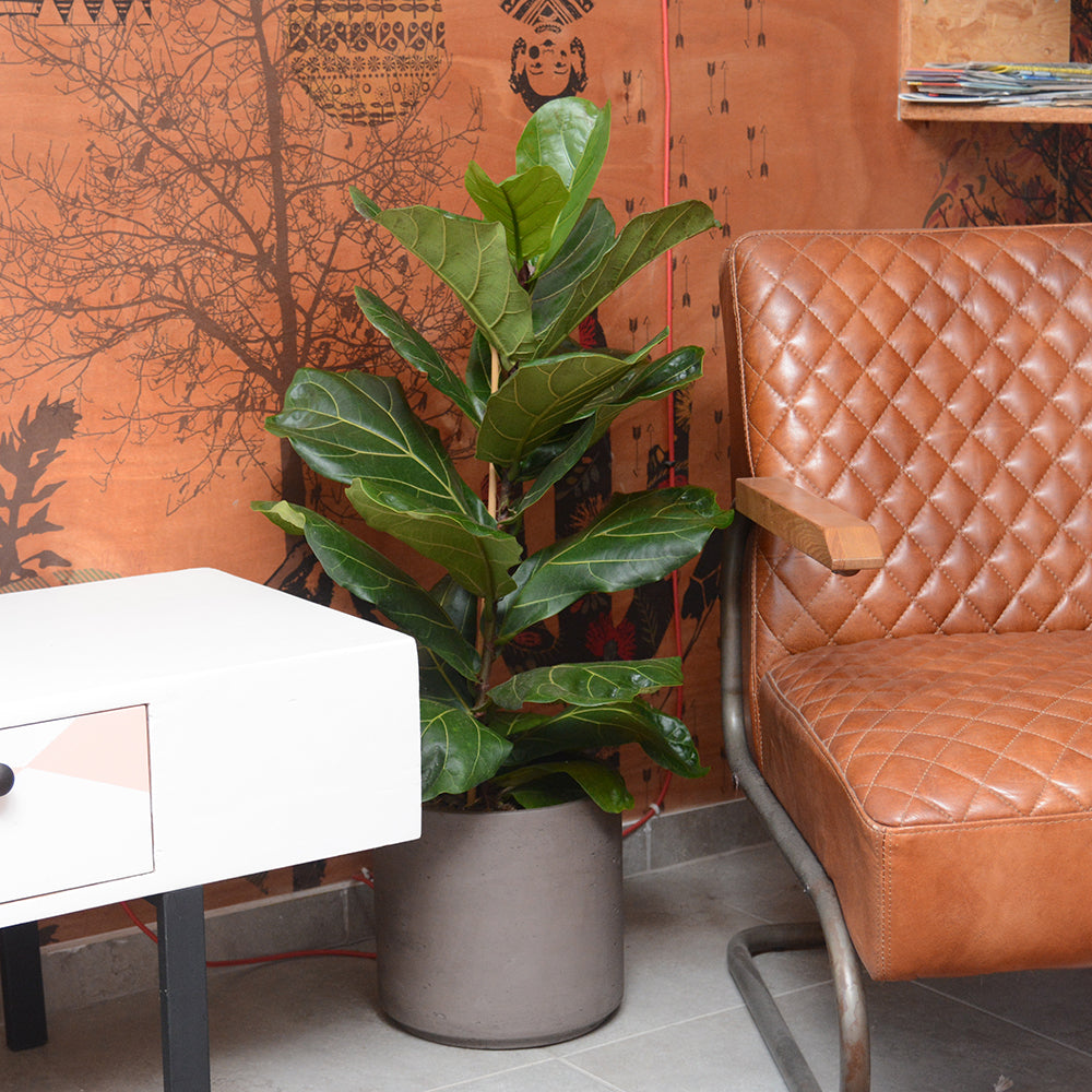 כל הטיפים והטריקים לגידול פיקוס כינורי משלם בבית. המדריך השלם לגידול פיקוס. | איך לייחר פיקוס כינורי | השרשה של פיקוס כינורי | צמח בית פיקוס כינורי