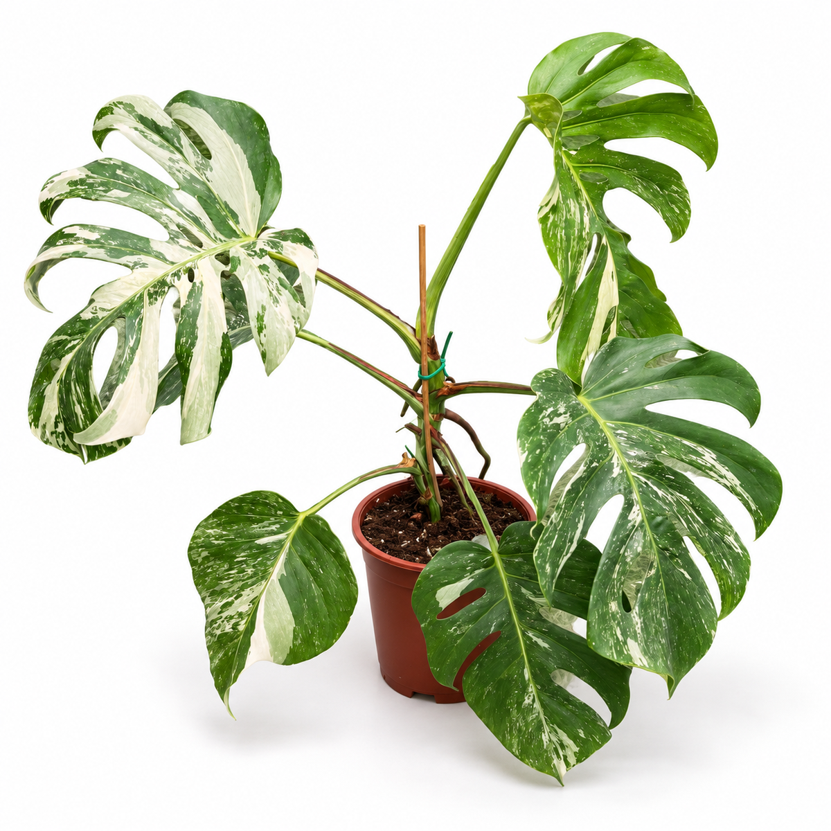 מונסטרה אלבו עציץ 4 ליטר 1 על 1