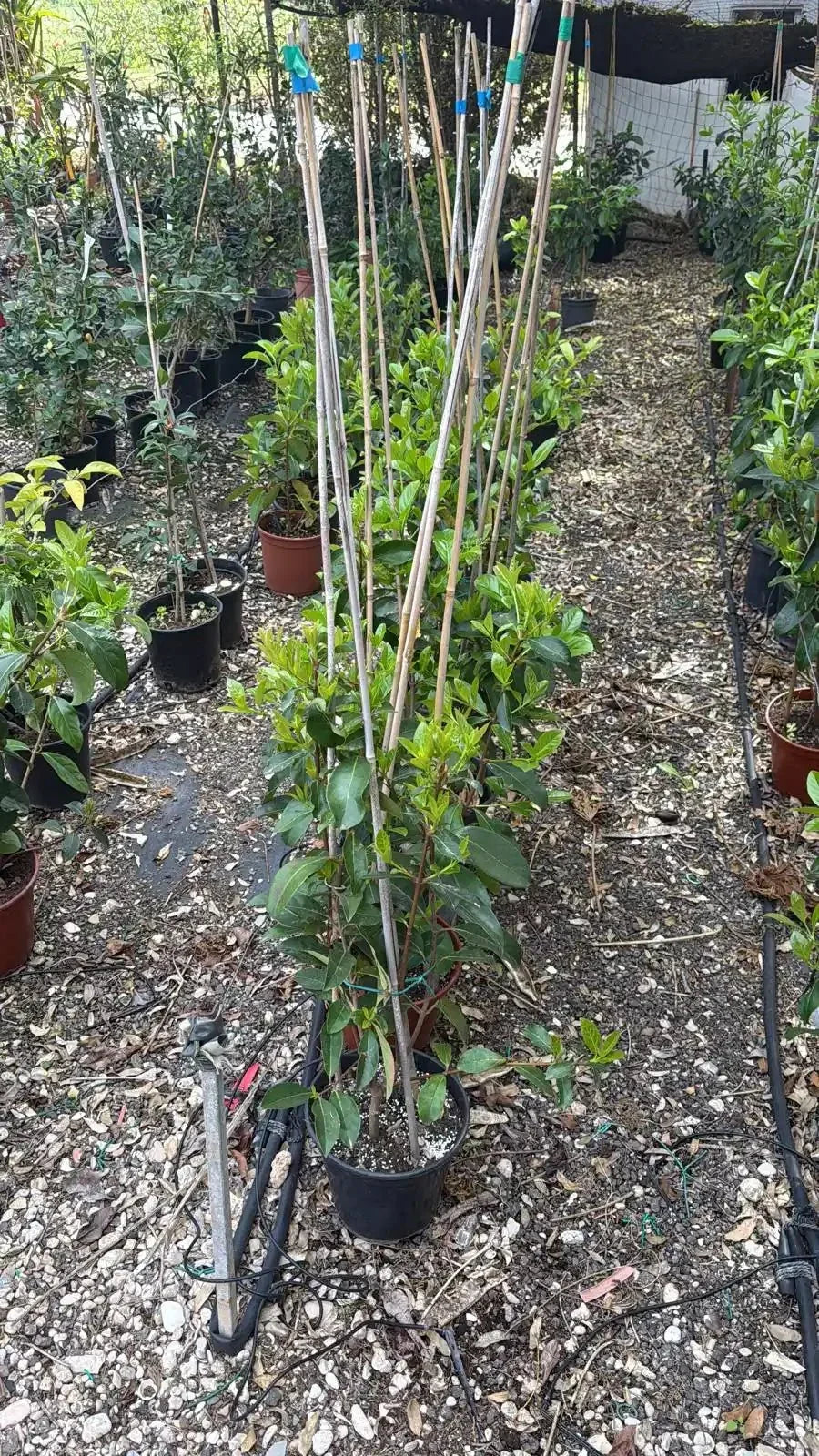 מורן מבריק 10 ליטר רב שנתי לגינה