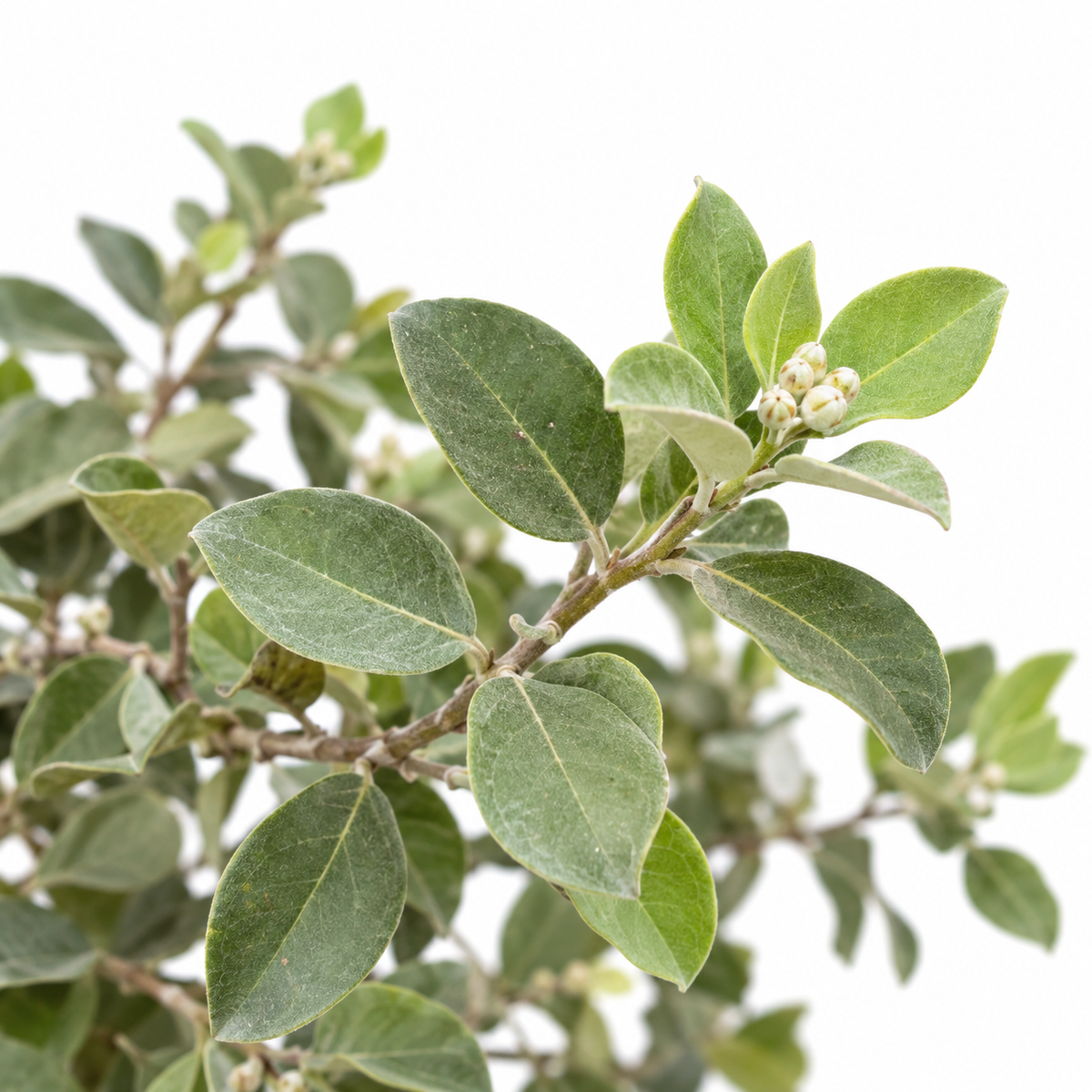 ברזילי מטרוסידרוס רב שנתי לגינה — תקריב המוצר