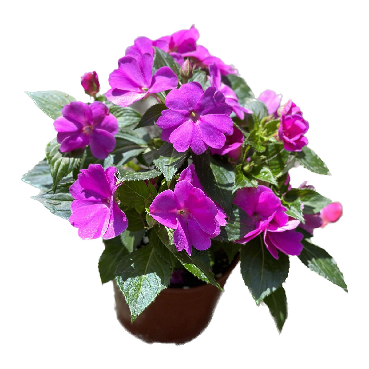 בשמת ניו גינאה קוטר עציץ 14 ס"מ (רב שנתי לגינה)