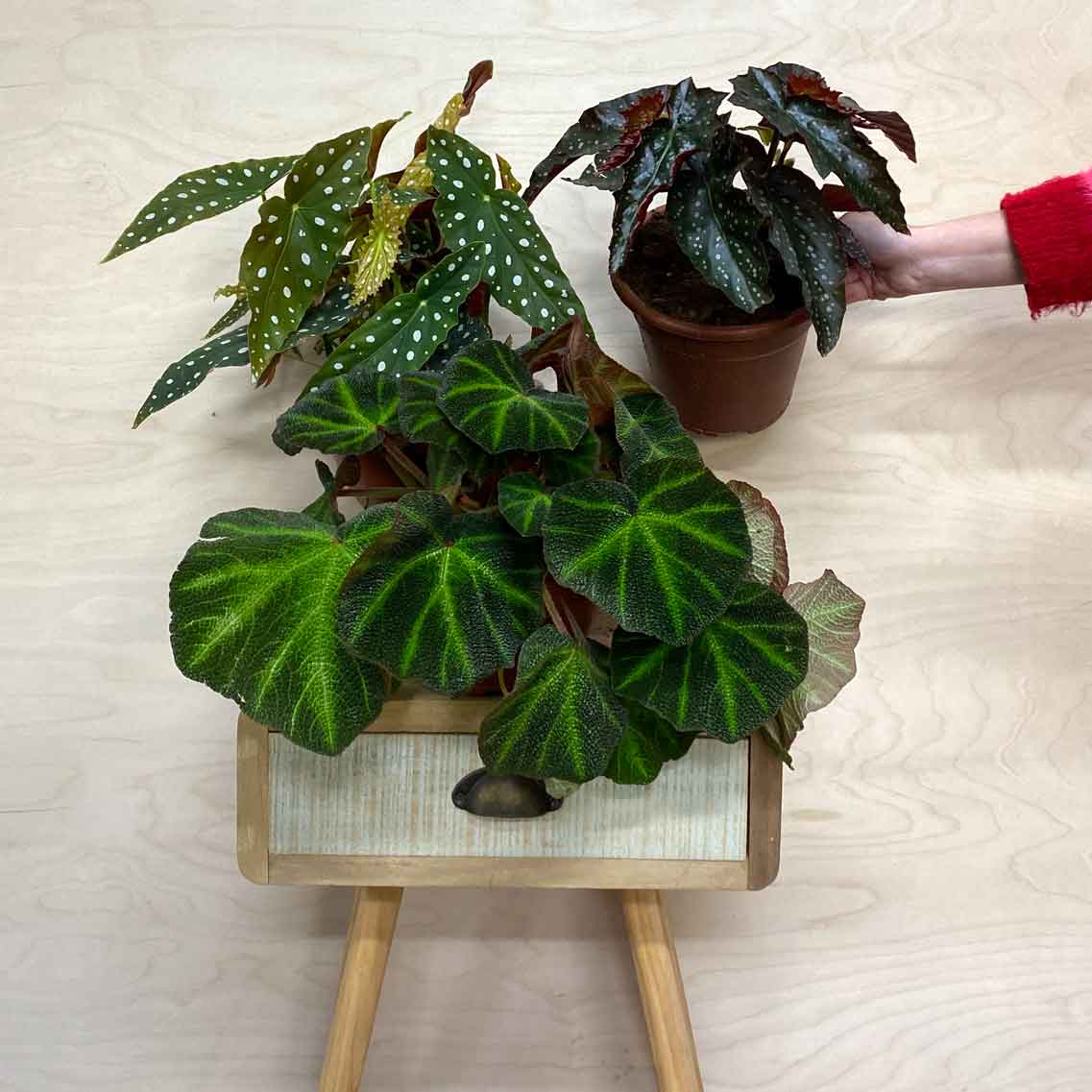 ייחור בגוניה | הזמנת בגוניה לבית | הזמנת בגוניה למשרד | טיפול ביגוניה משלוח ביגוניה | צמחי בית עד הבית