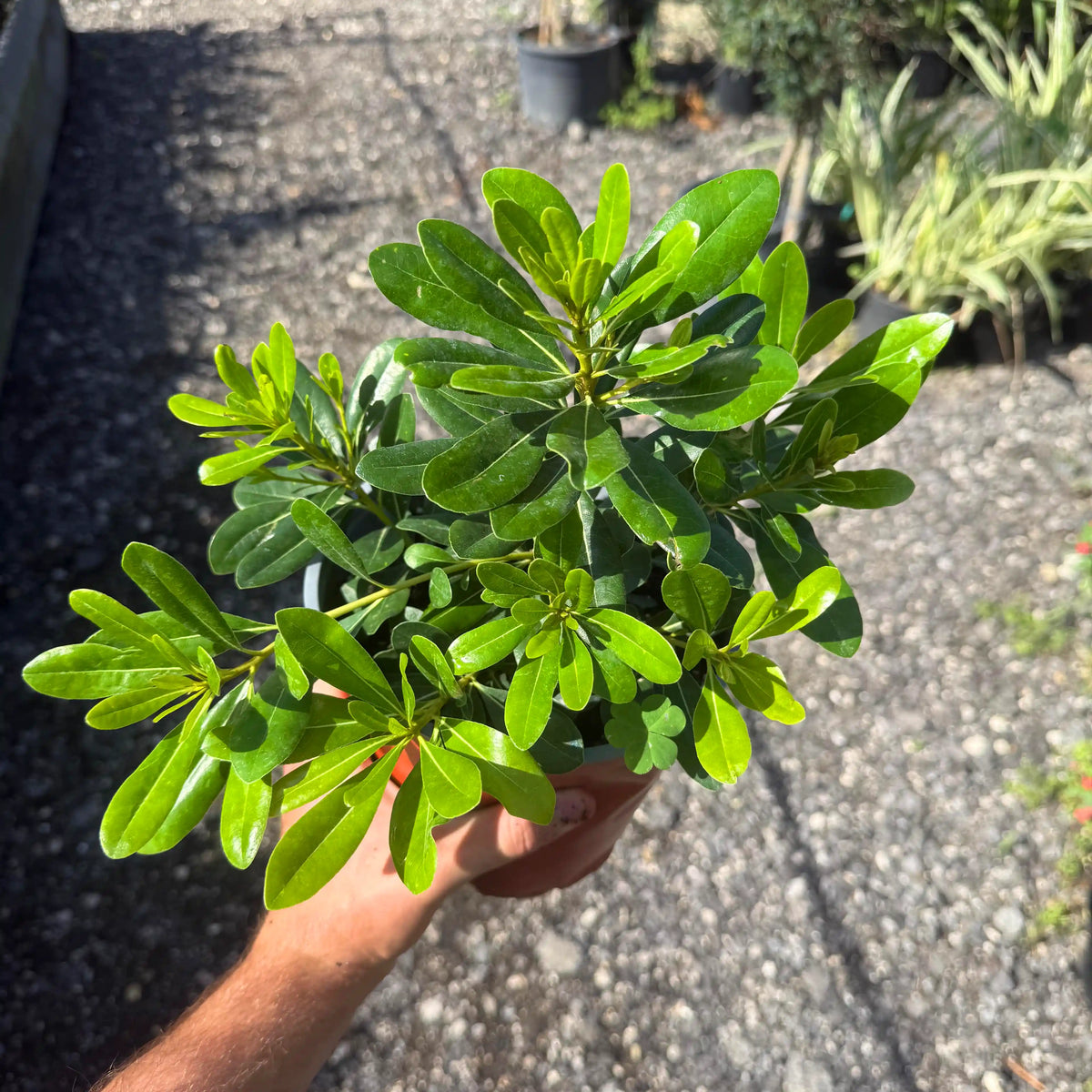 פיטוספורום יפני ננסי רב שנתי לגינה
