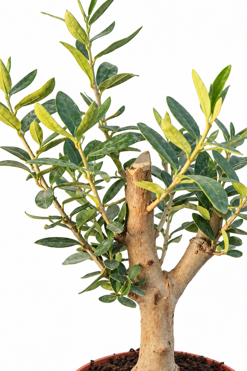 עציץ זית 12 ס״מ, תקריב עלים וגזע על רקע לבן