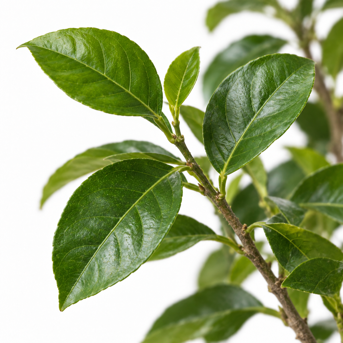 עץ לימון ליים 25 ליטר (רב שנתי לגינה)