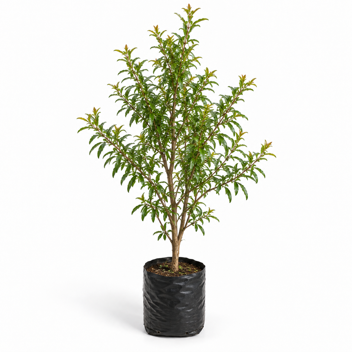עץ רימון קוטר שק 30 ס"מ (25 ליטר) (רב שנתי לגינה)
