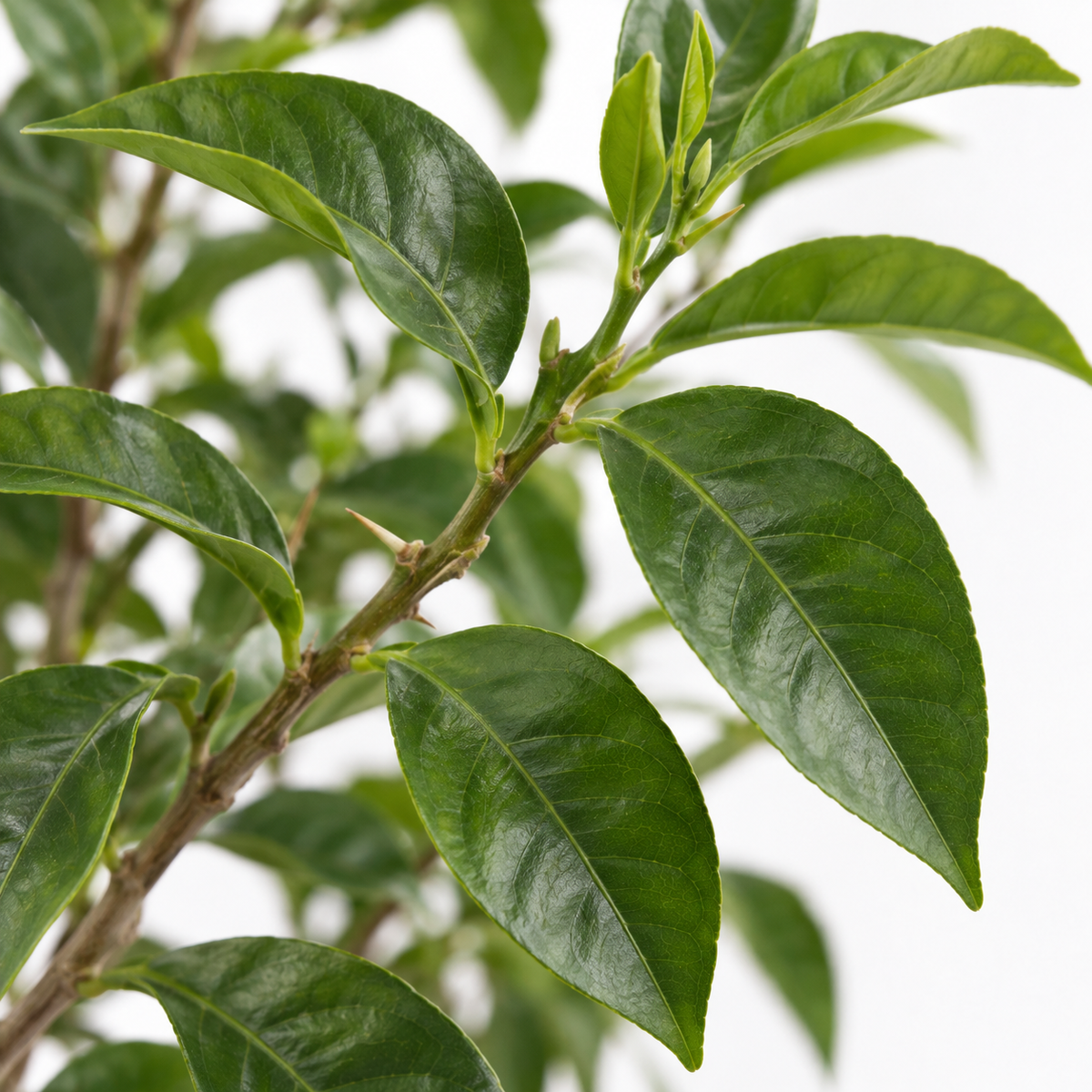 עץ תפוז ולנסיה קוטר שק 30 ס"מ (25 ליטר) (רב שנתי לגינה)