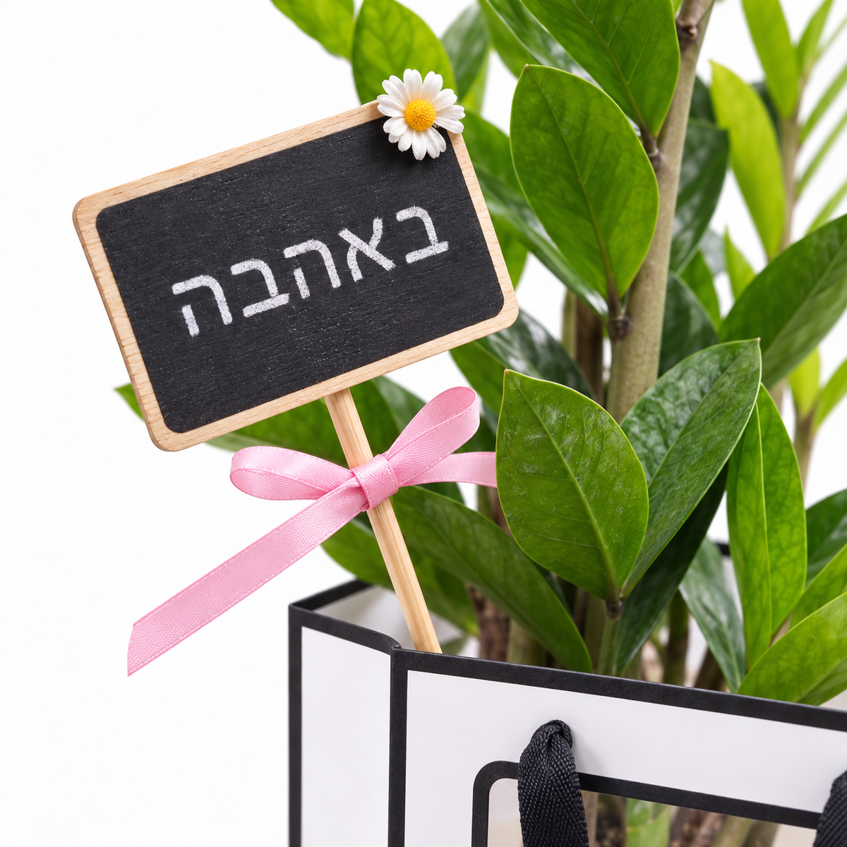 זמיה קוקוס במארז מתנה, שלט באהבה — תקריב של השלט והצמח על רקע לבן