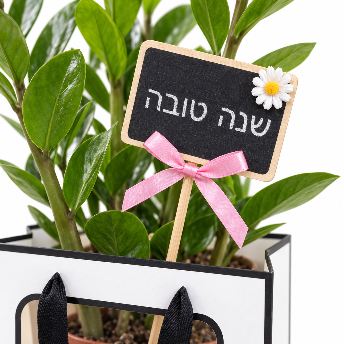 זמיה קוקוס במארז מתנה, שלט שנה טובה — תקריב של השלט והצמח על רקע לבן