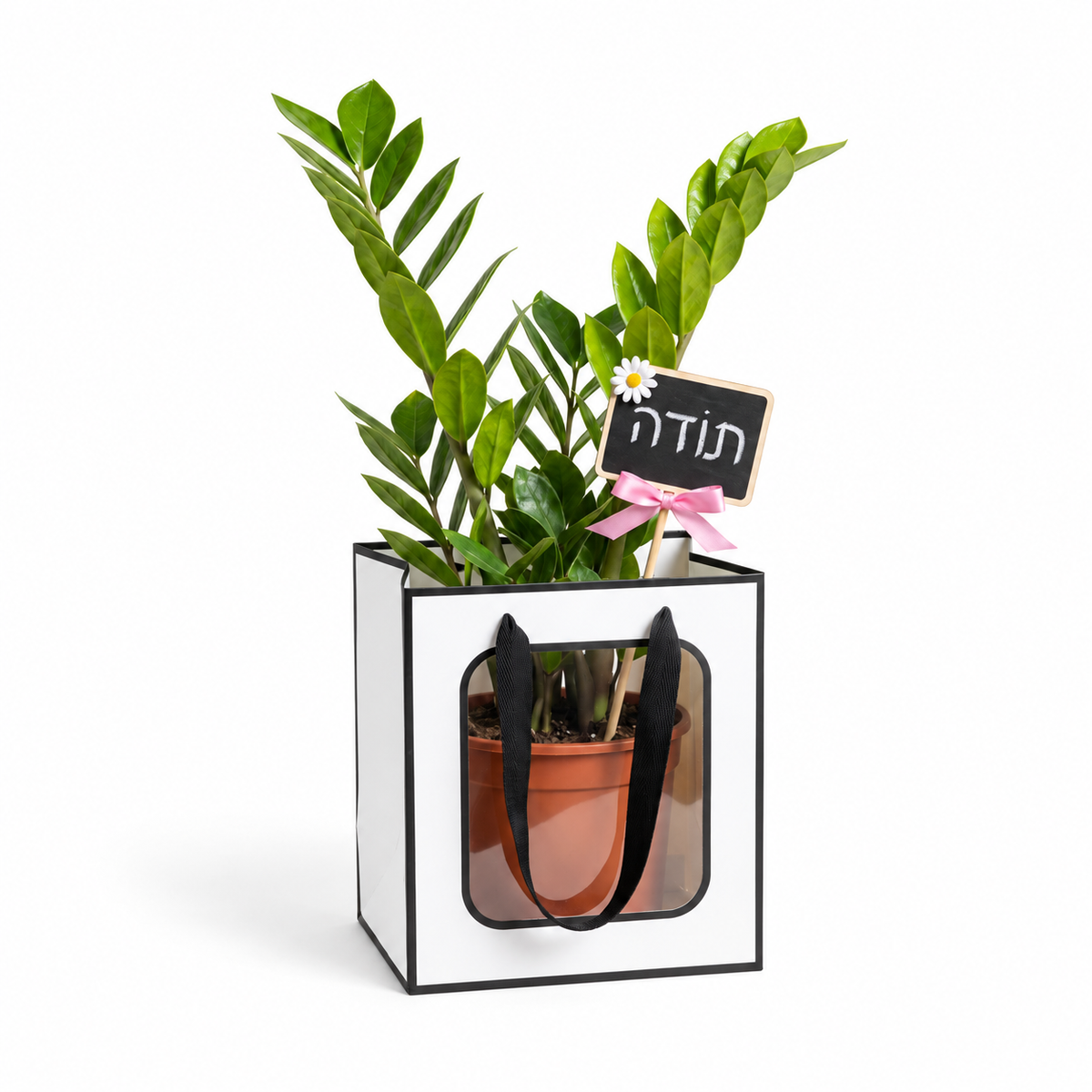 זמיה קוקוס במארז מתנה, שלט תודה — צילום מלא על רקע לבן