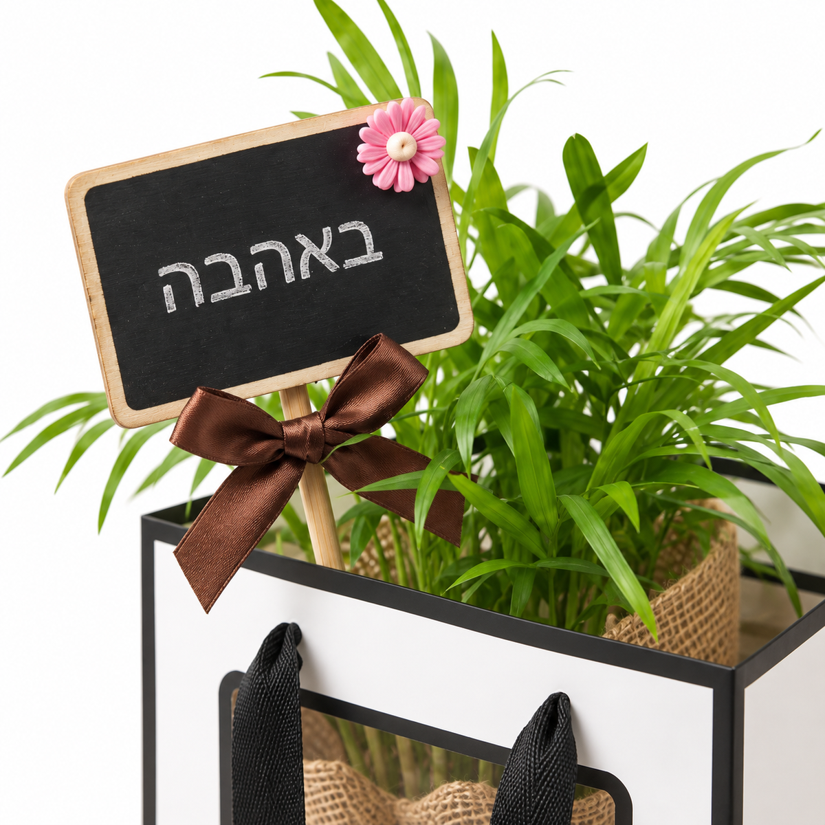 דקל חמדוריאה במארז מתנה, שלט באהבה — תקריב של השלט והצמח על רקע לבן