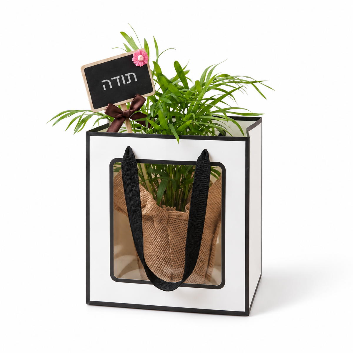 דקל חמדוריאה במארז מתנה, שלט תודה — צילום מלא על רקע לבן