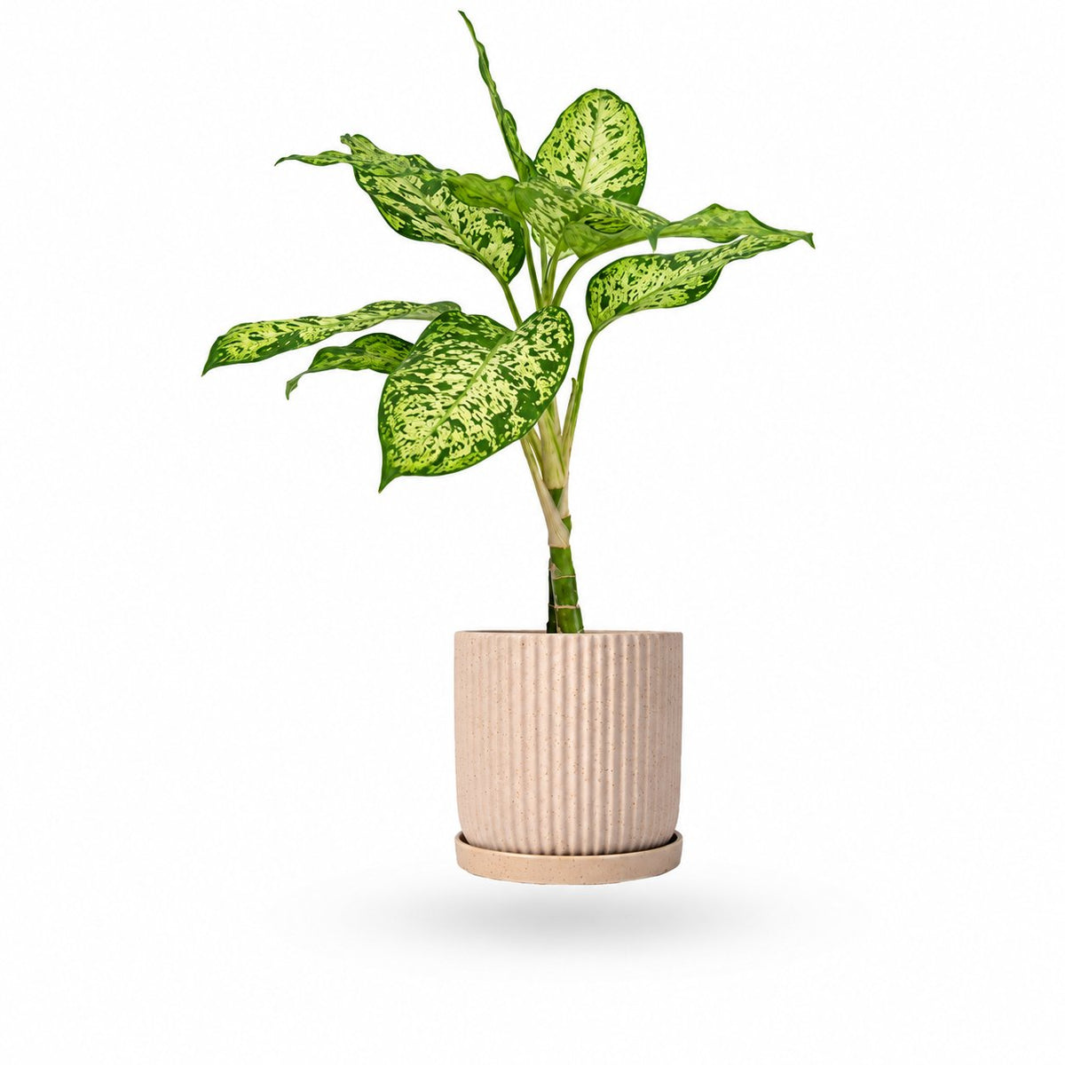 דפנבכיה לינדה