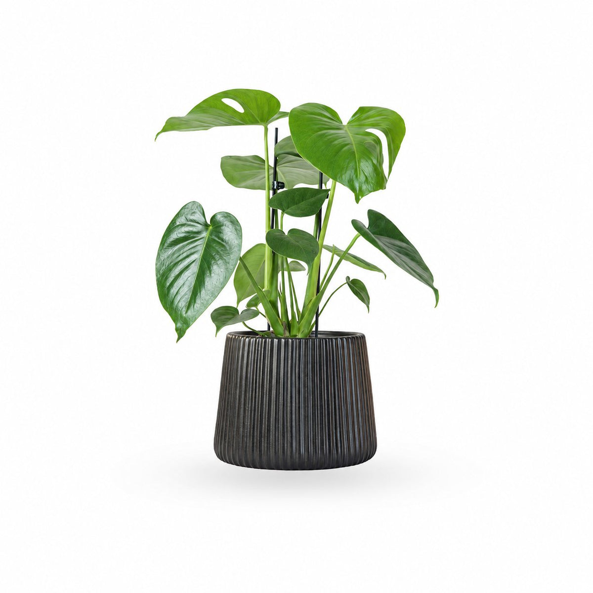 מונסטרה נאה