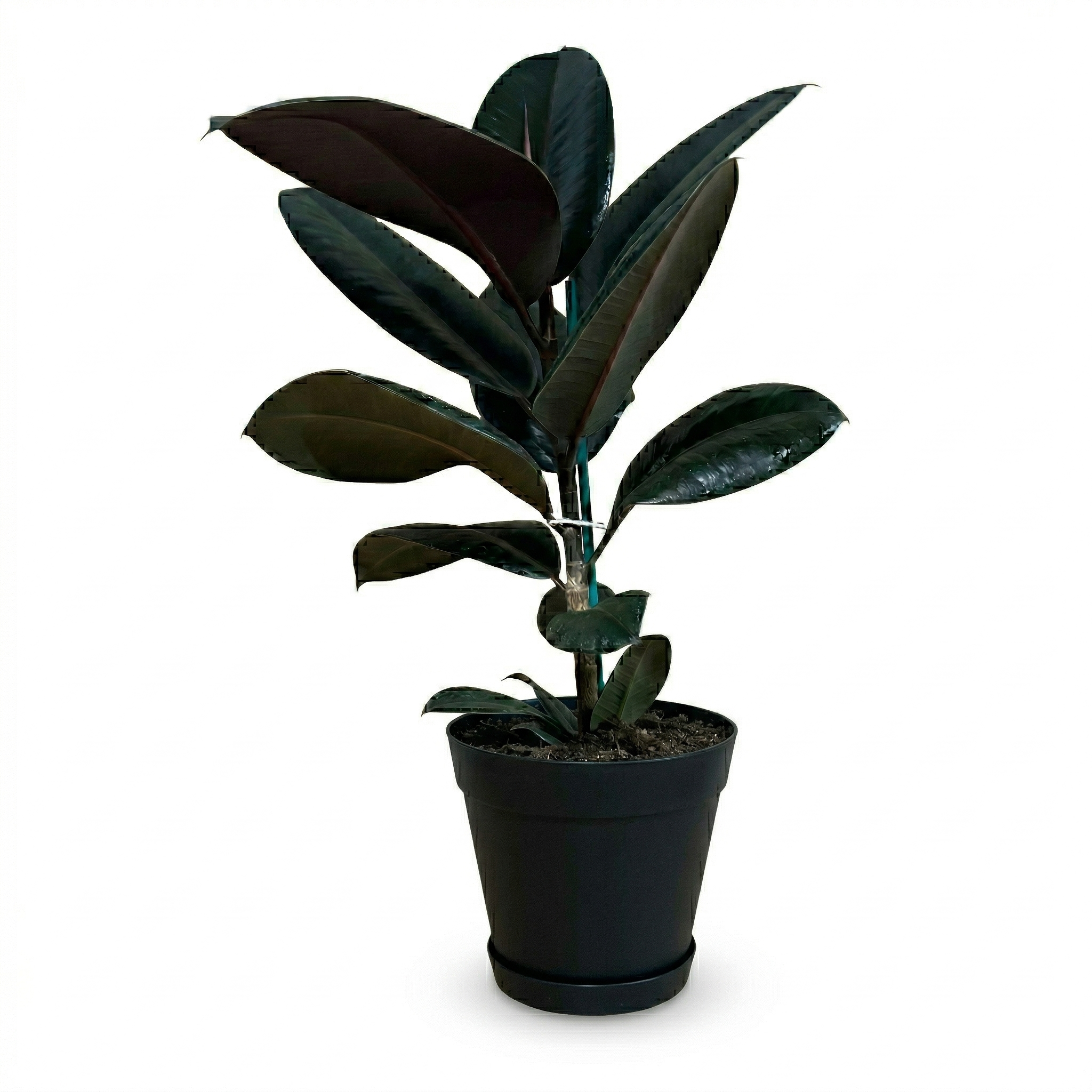 פיקוס גומי שחור