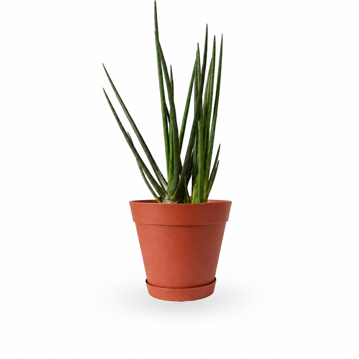 | סנסיווריה גלילית | סנסיוריה גלילית | sansevieria cylindrica | משתלה צמחי בית מטהרי אויר | משלוח צמחי בית | מ