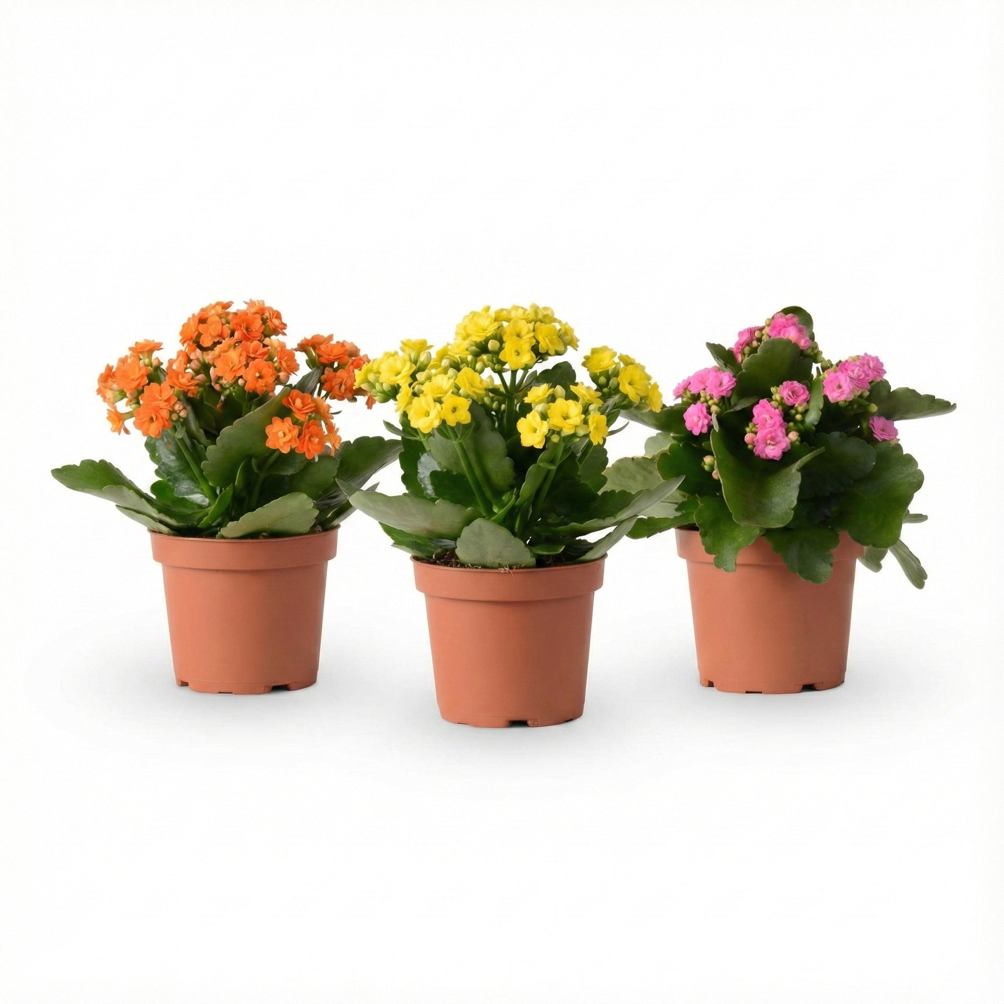 מארז ניצניות