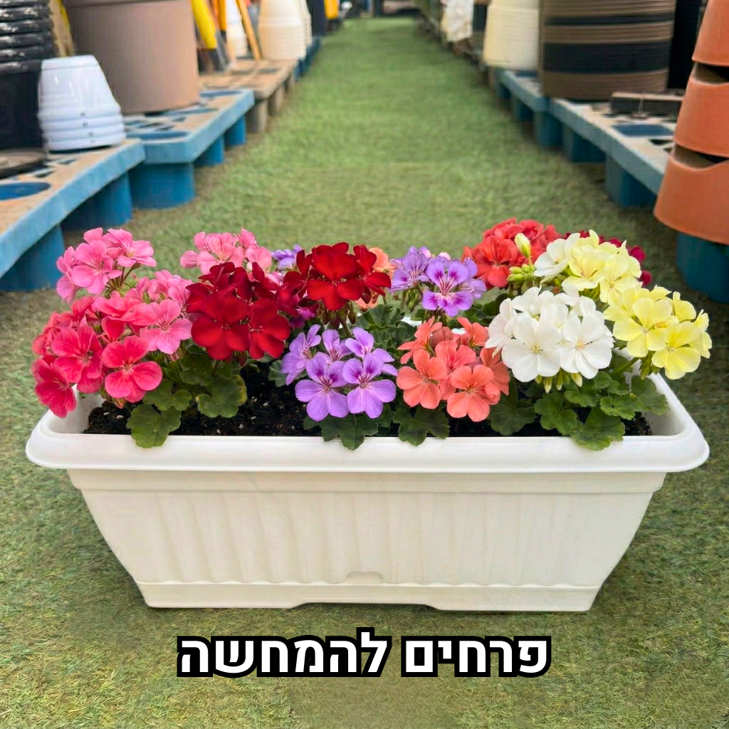 אדנית צבר אורך 43 ס"מ