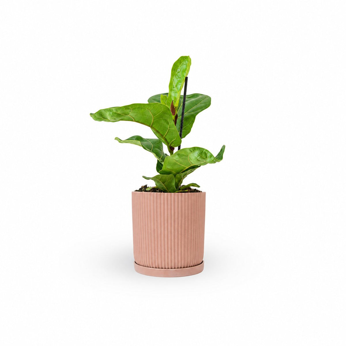 Fiddle-Leaf Fig Bambino קנית פיקוס כינורי