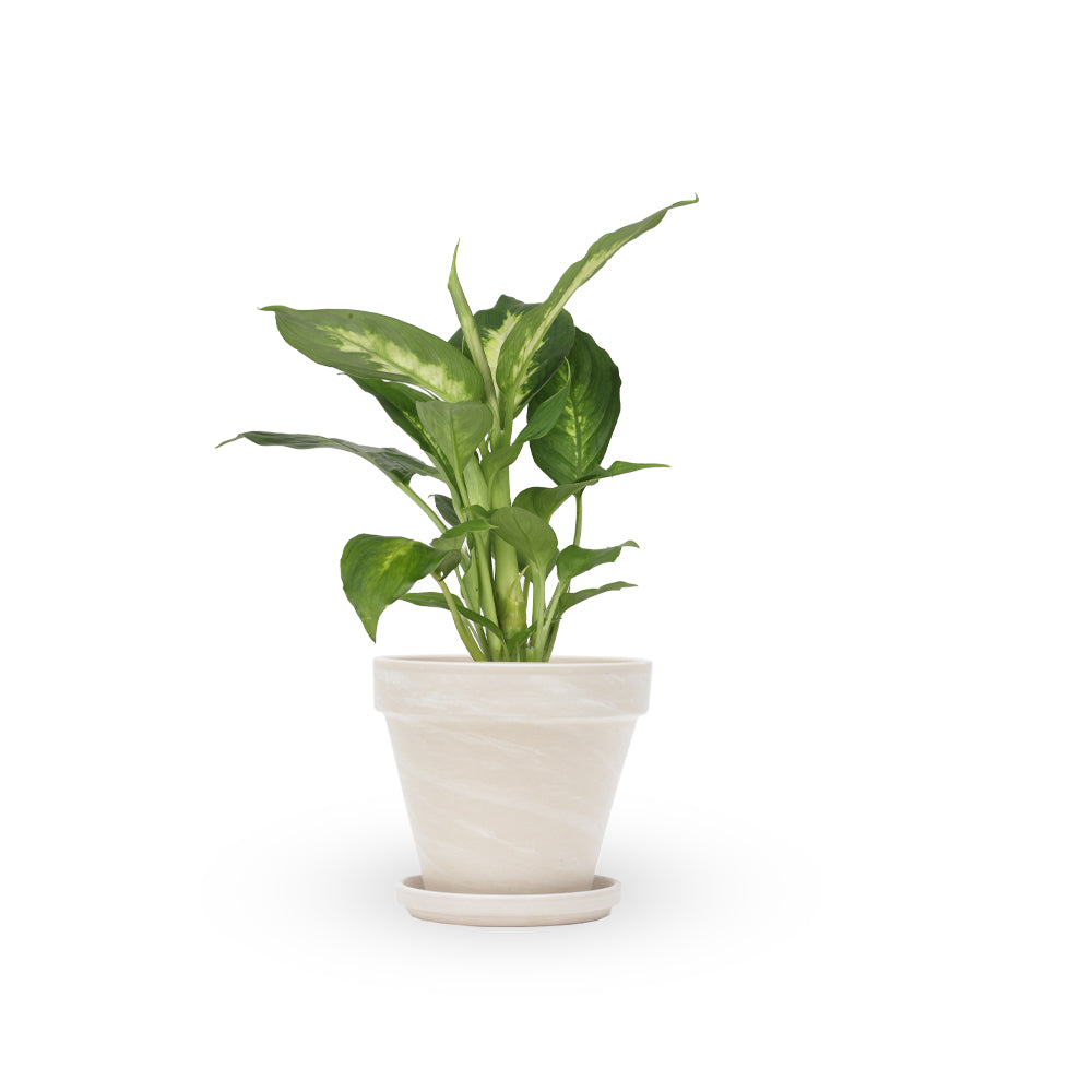 דפנבכיה קמילה