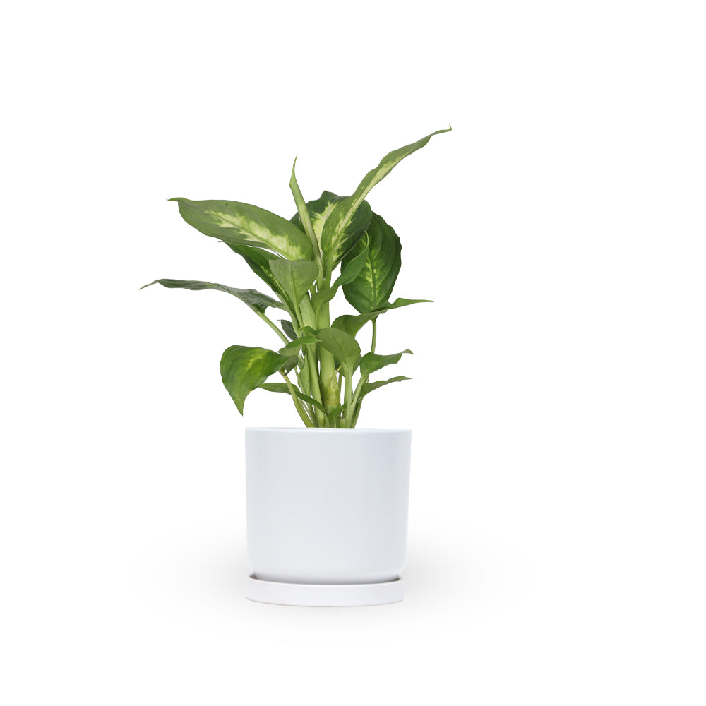 דפנבכיה קמילה