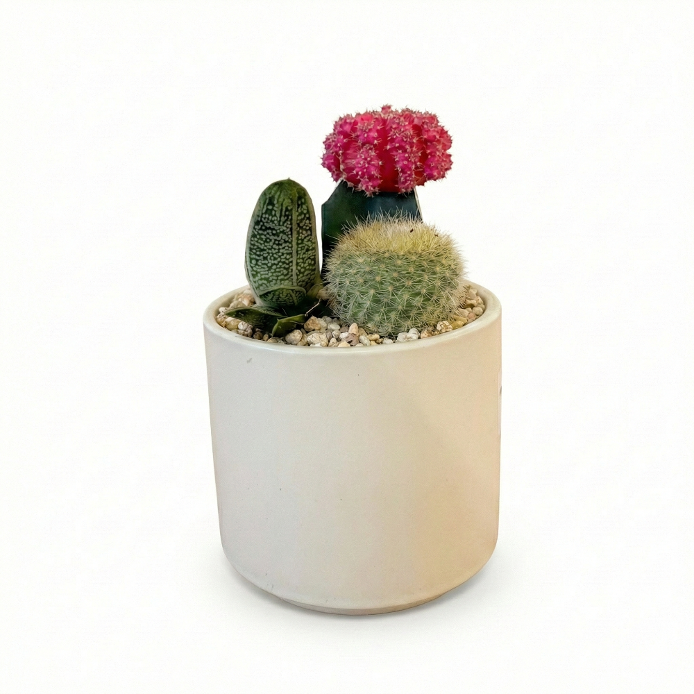 קוקטייל קקטוס