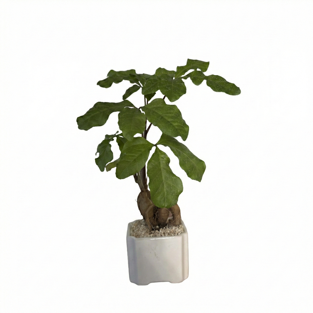 עץ האהבה טיפול