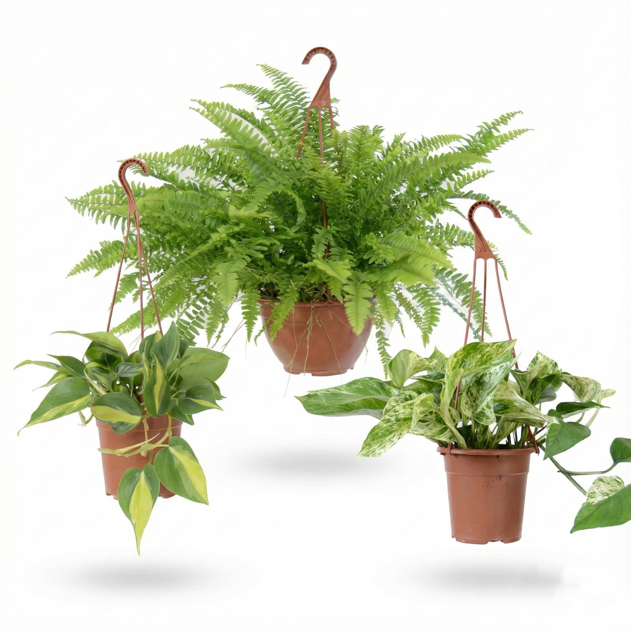 מארז צמחים תלויים