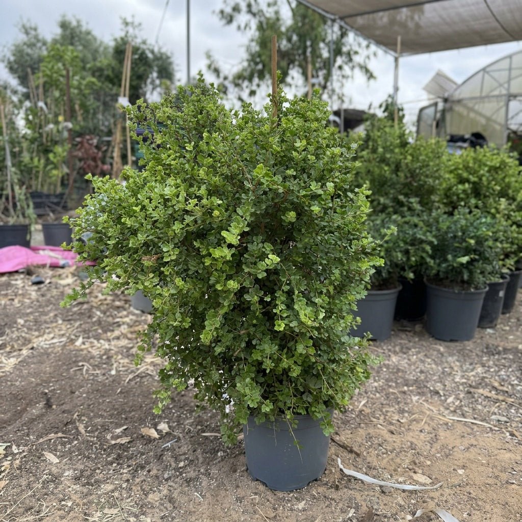 שיח אוג חרוק/מסולסל בעציץ במשתלה — מבט נוסף