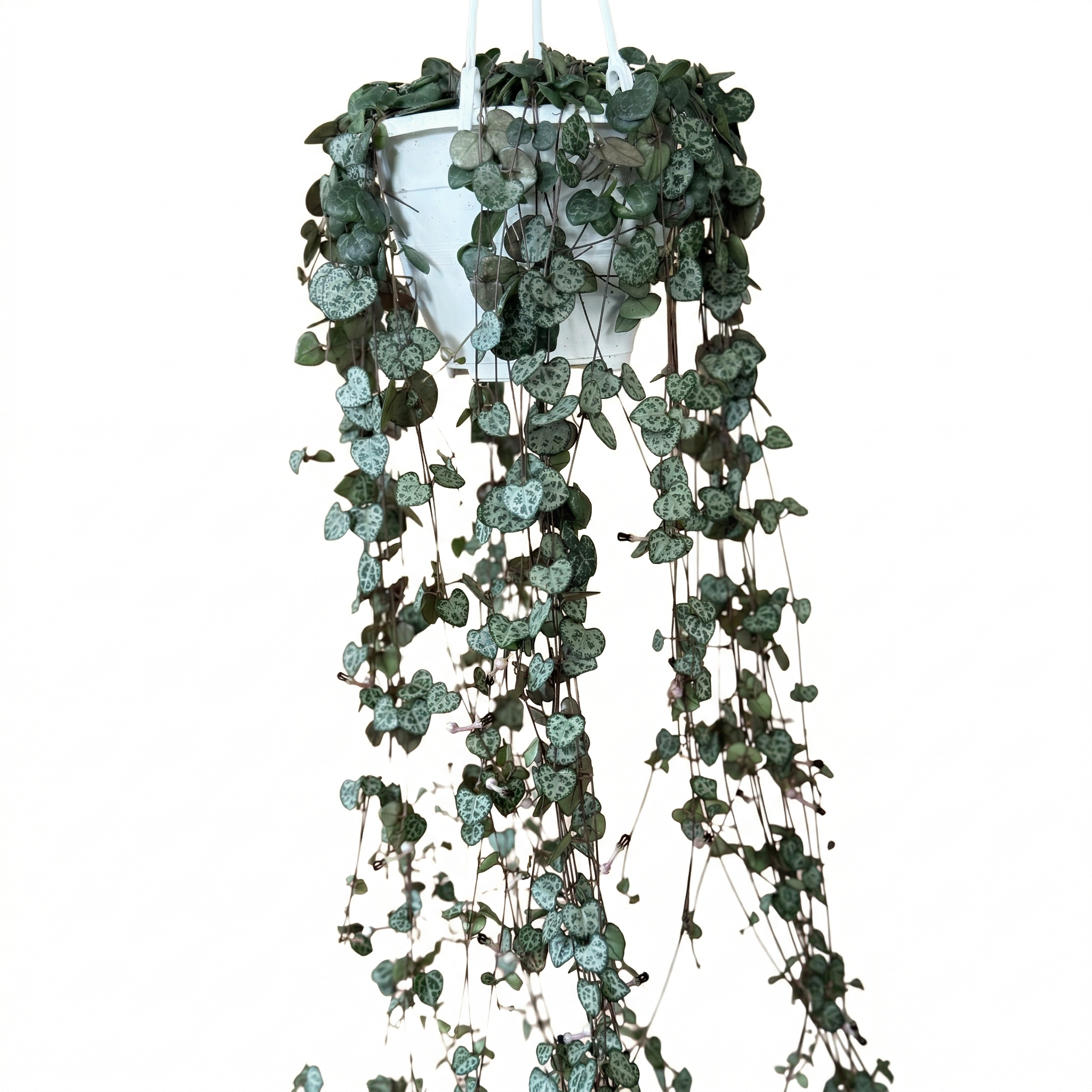 שעוונית זוחלת