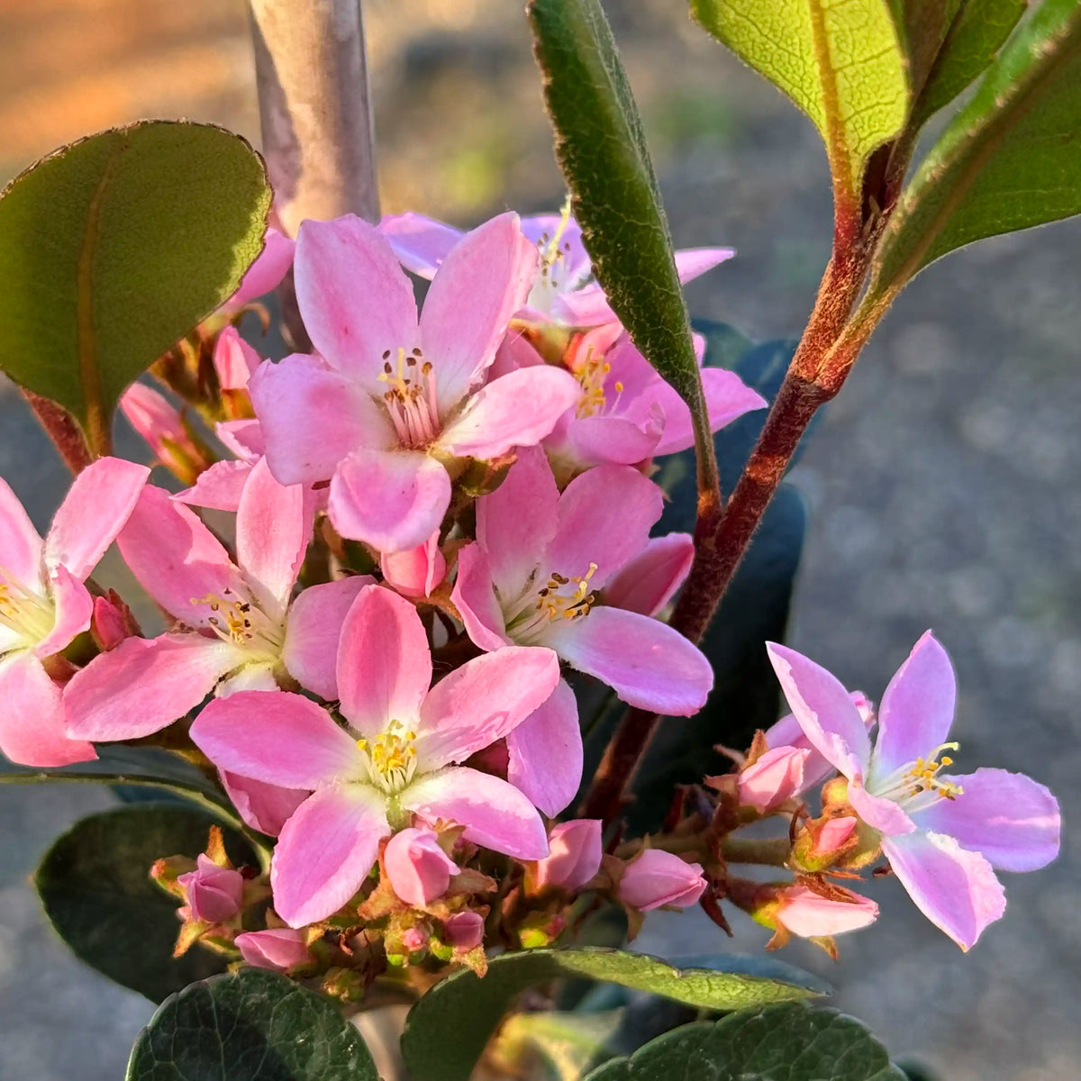פרח ורוד של בן עוזרר הודי