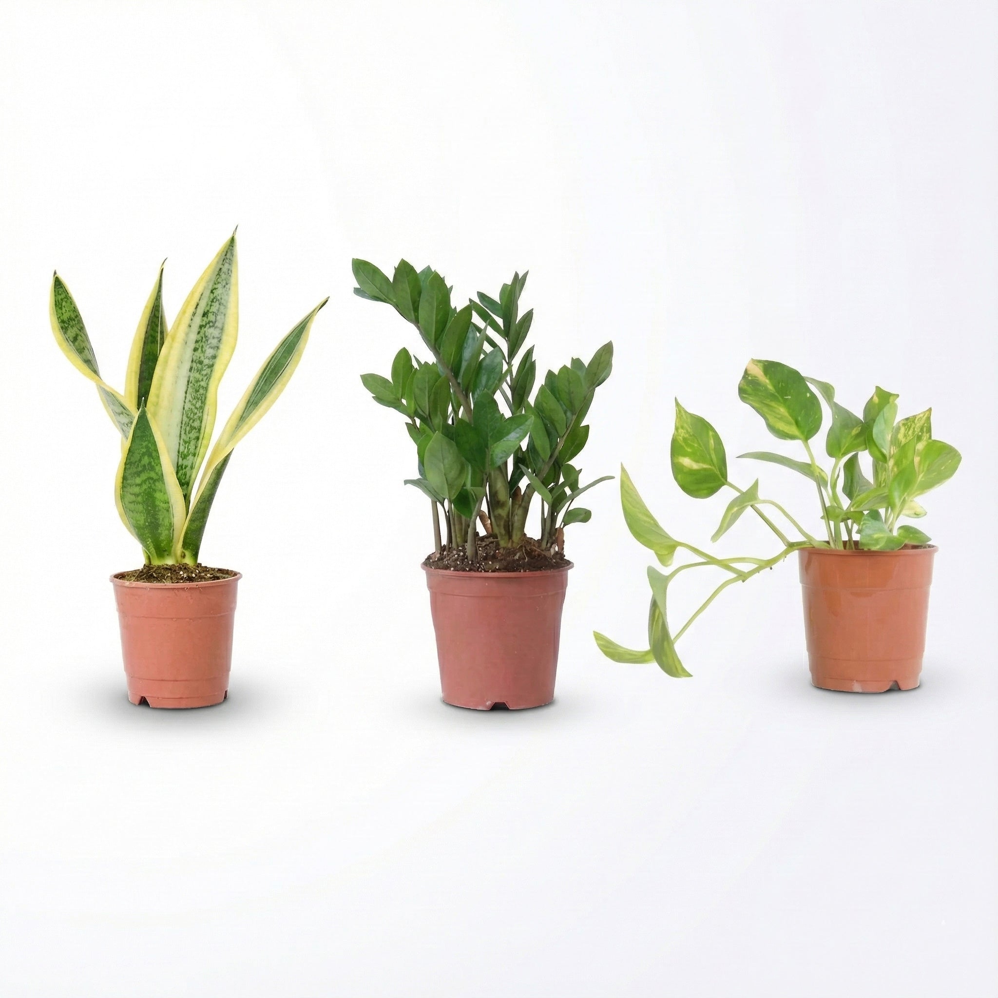 מארז בלתי מנוצחים