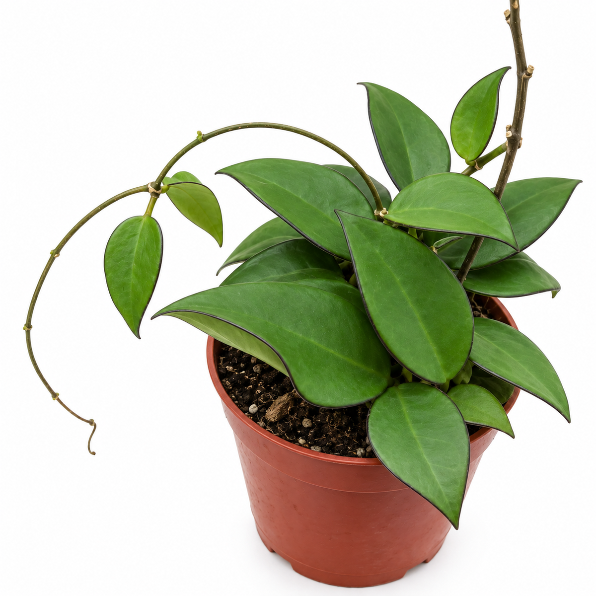 בת שבע פס שחור: עלים ירוקים אחידים עם שוליים כהים דקים מזווית צד, עציץ משתלה חום אדמדם 12 ס״מ על רקע לבן