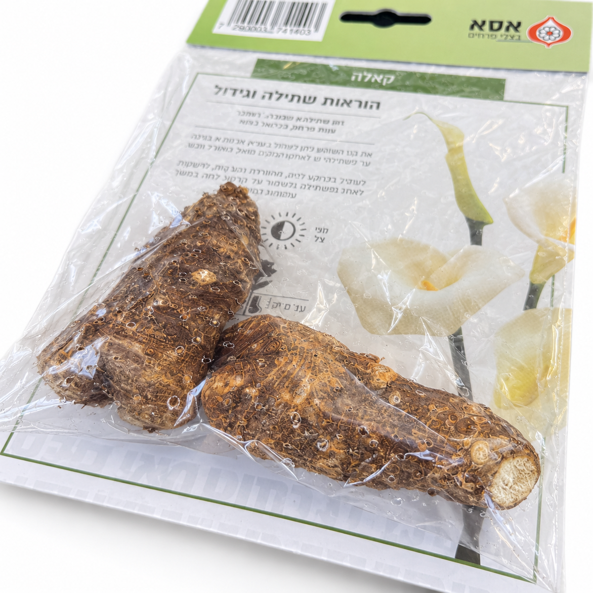 קלה לבנה לשתילה — תקריב טבעי של קני השורש באריזה המחוברת, על רקע לבן