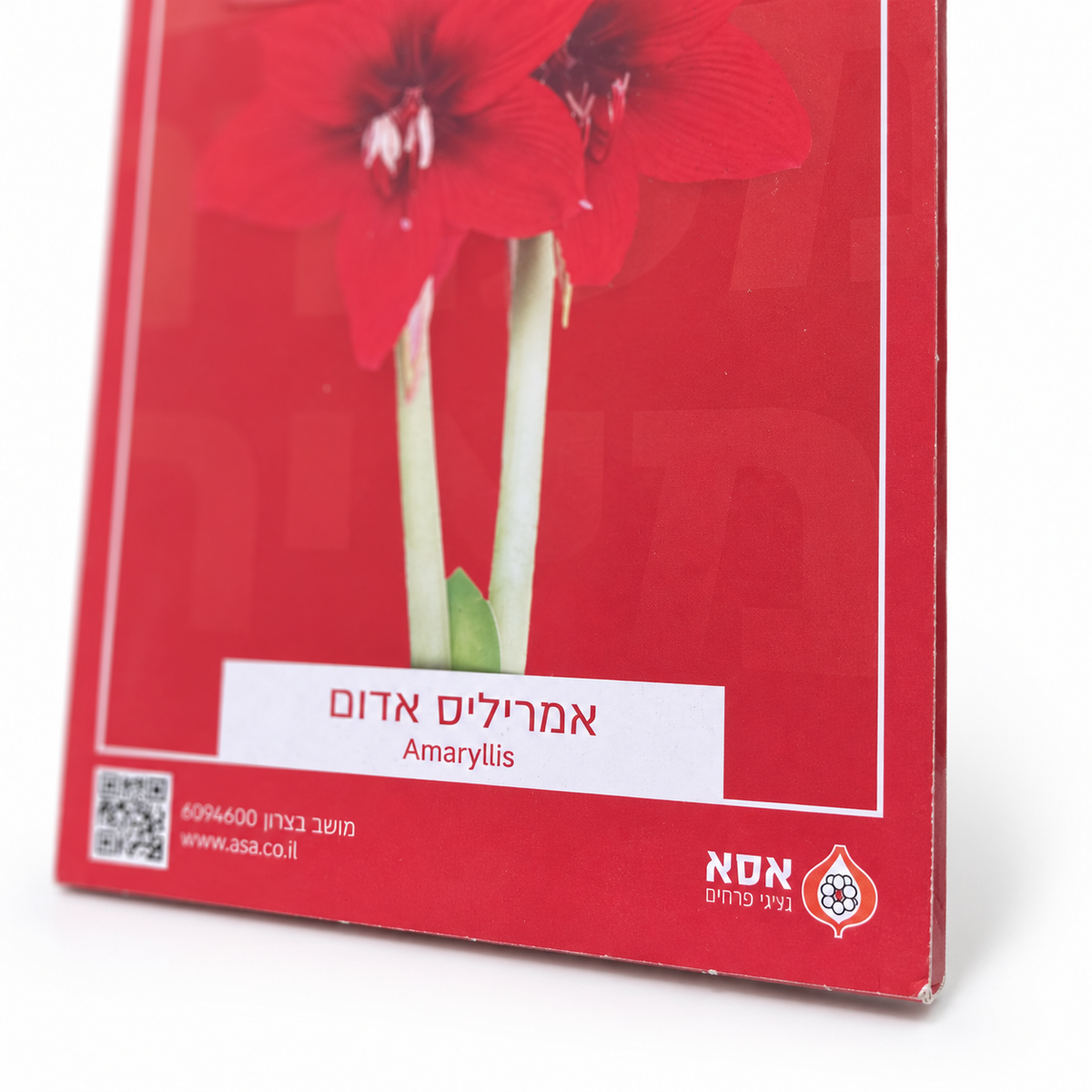 אמריליס אדום לשתילה – 1 בצל – תקריב על רקע לבן