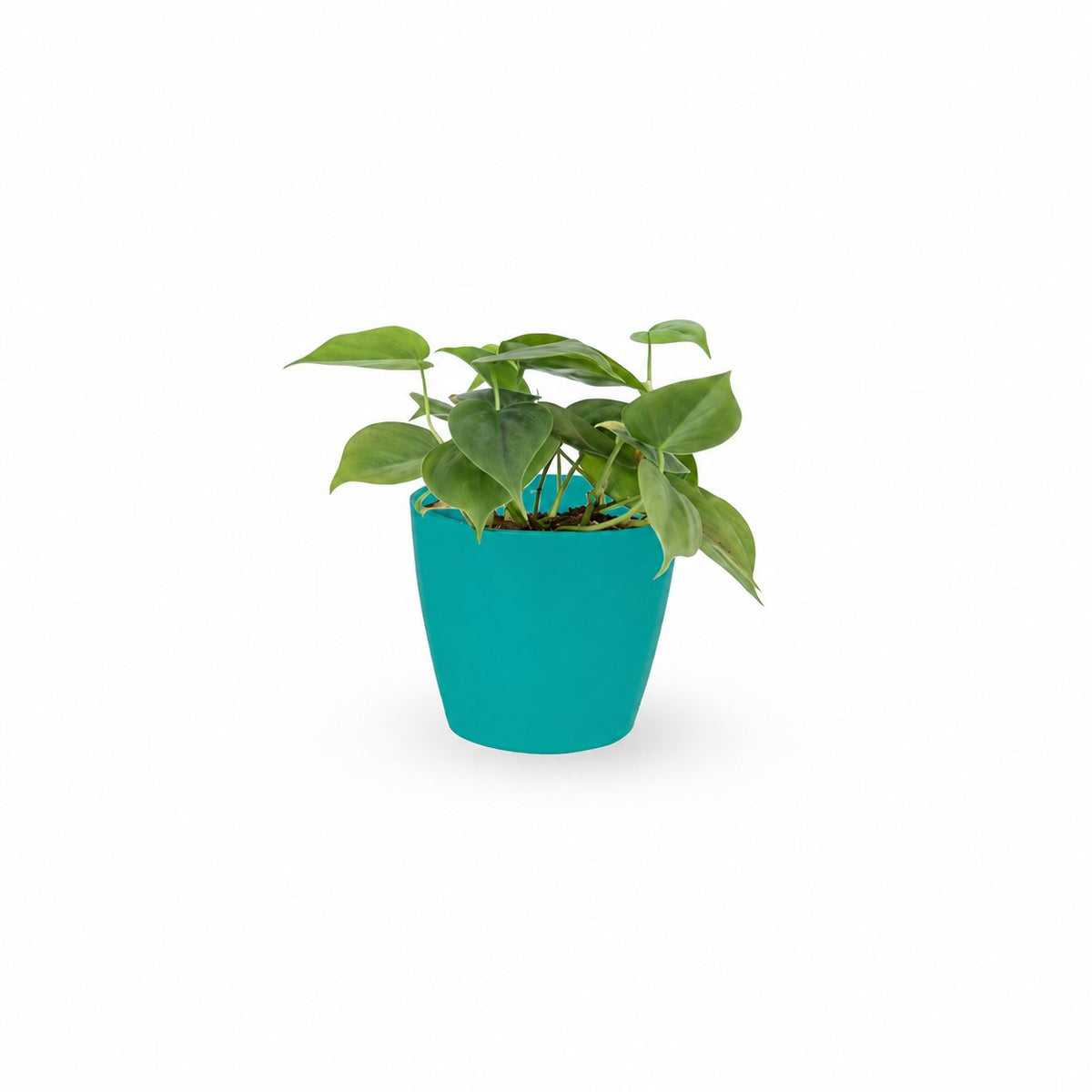 סקנדנס