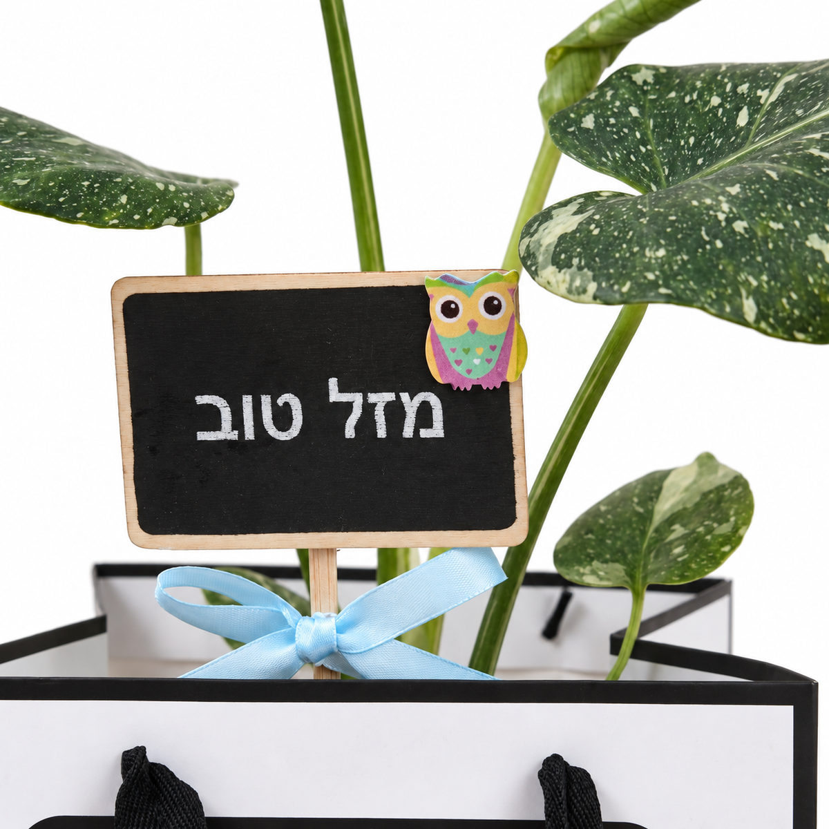 תקריב שלט מזל טוב ועלים מגוונים במארז מתנה של מונסטרה תאי וריאגטה, רקע לבן