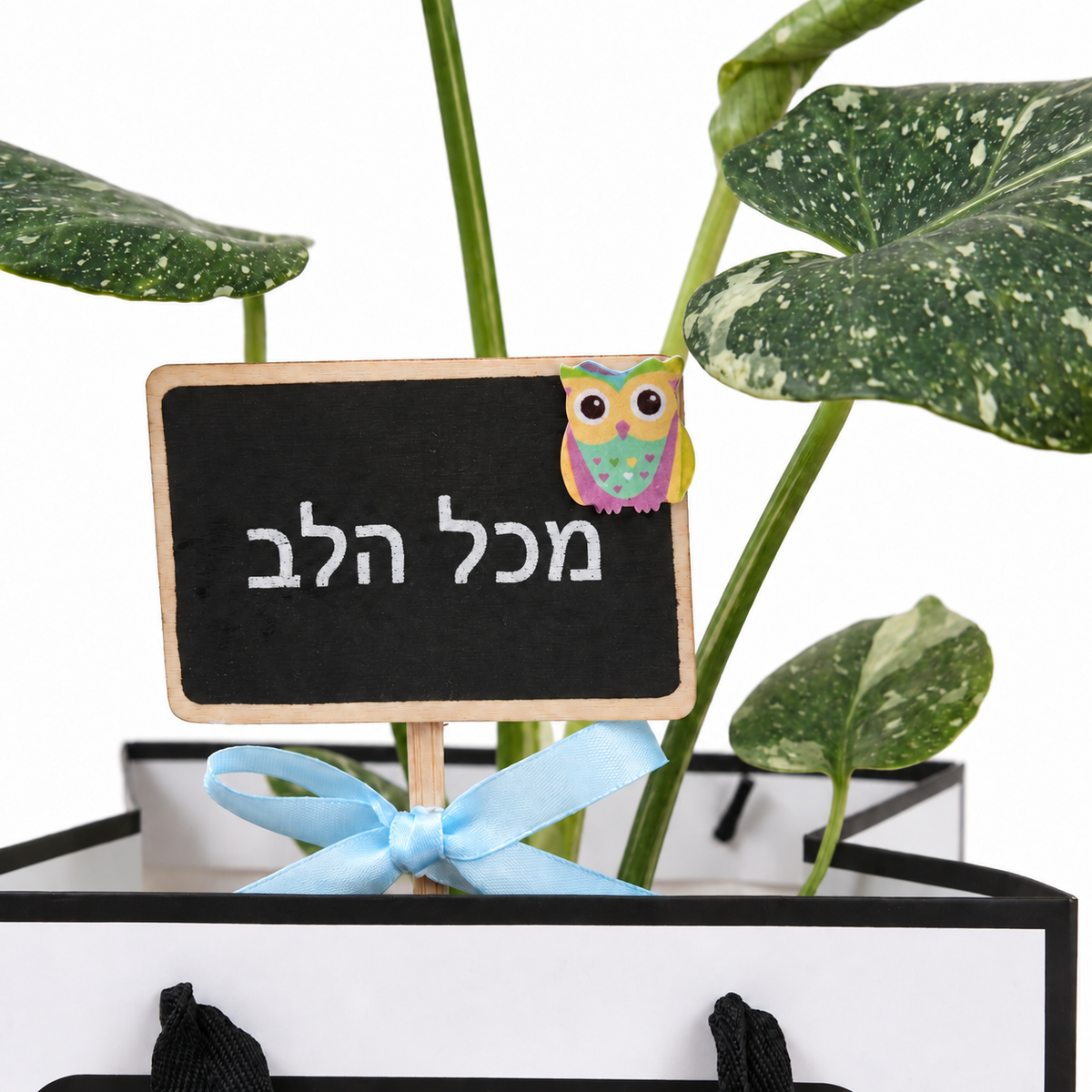 תקריב שלט מכל הלב ועלים מגוונים במארז מתנה של מונסטרה תאי וריאגטה, רקע לבן