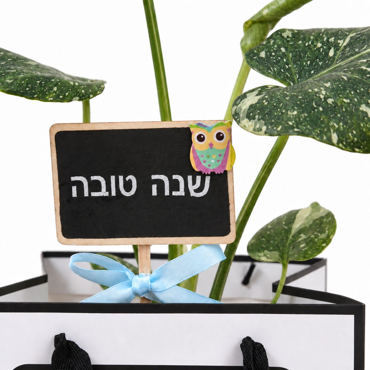 תקריב שלט שנה טובה ועלים מגוונים במארז מתנה של מונסטרה תאי וריאגטה, רקע לבן