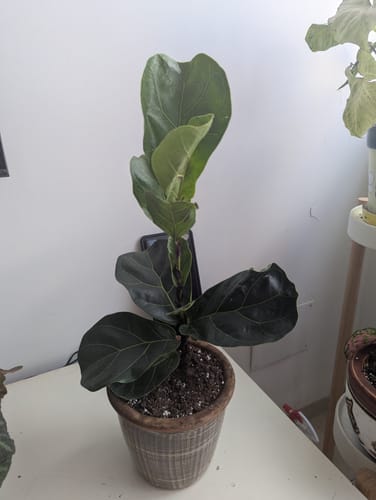 תמונה 1 מתוך 1 שצורפה לביקורת של ג'ניפר ת.
