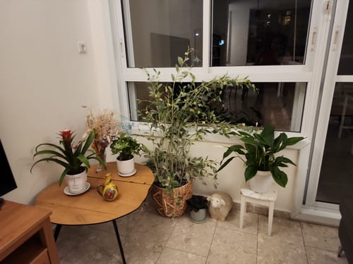 תמונה 1 מתוך 1 שצורפה לביקורת של פרידמן ט.