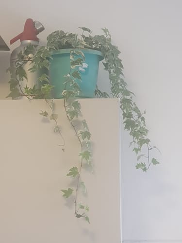 תמונה 2 מתוך 5 שצורפה לביקורת של נועה ג.