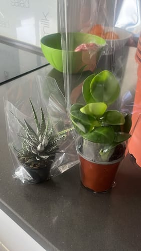 תמונה 2 מתוך 2 שצורפה לביקורת של אילן ט.