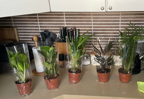 תמונה 1 מתוך 1 שצורפה לביקורת של לוטם ב.