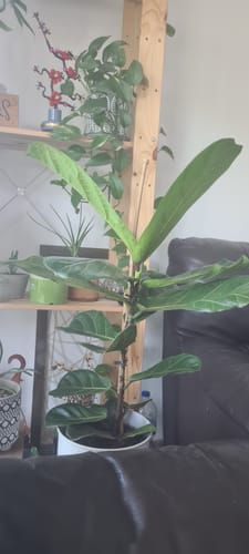 תמונה 1 מתוך 1 שצורפה לביקורת של שגית ד.