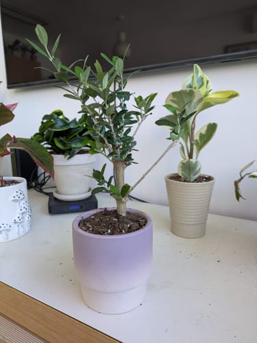 תמונה 1 מתוך 1 שצורפה לביקורת של ג'ניפר ת.