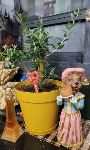 תמונה 1 מתוך 1 שצורפה לביקורת של Angela S.
