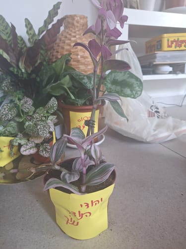 תמונה 1 מתוך 1 שצורפה לביקורת של Ruth S.