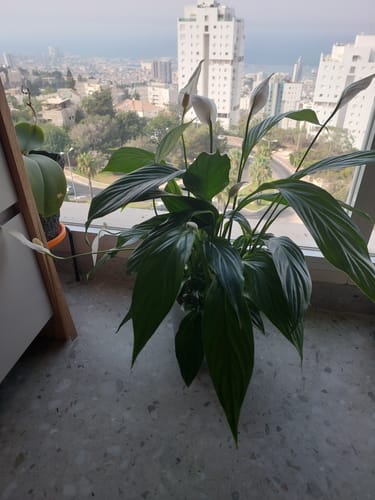 תמונה 1 מתוך 1 שצורפה לביקורת של אורית ב.