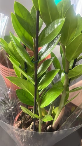 תמונה 1 מתוך 2 שצורפה לביקורת של אילן ט.